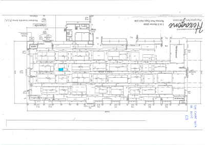 UN CHAT QU'A SA PUCE